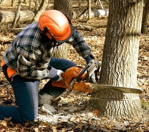 Tree Removal in North Woodstock, NH